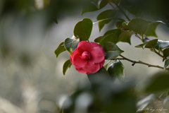 Camellia