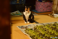 邪魔ニャ･･･