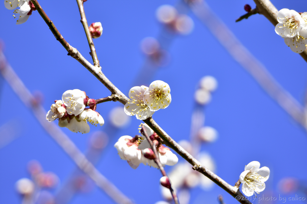 花日和