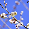 花日和