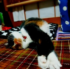 さ～、寝るニャ