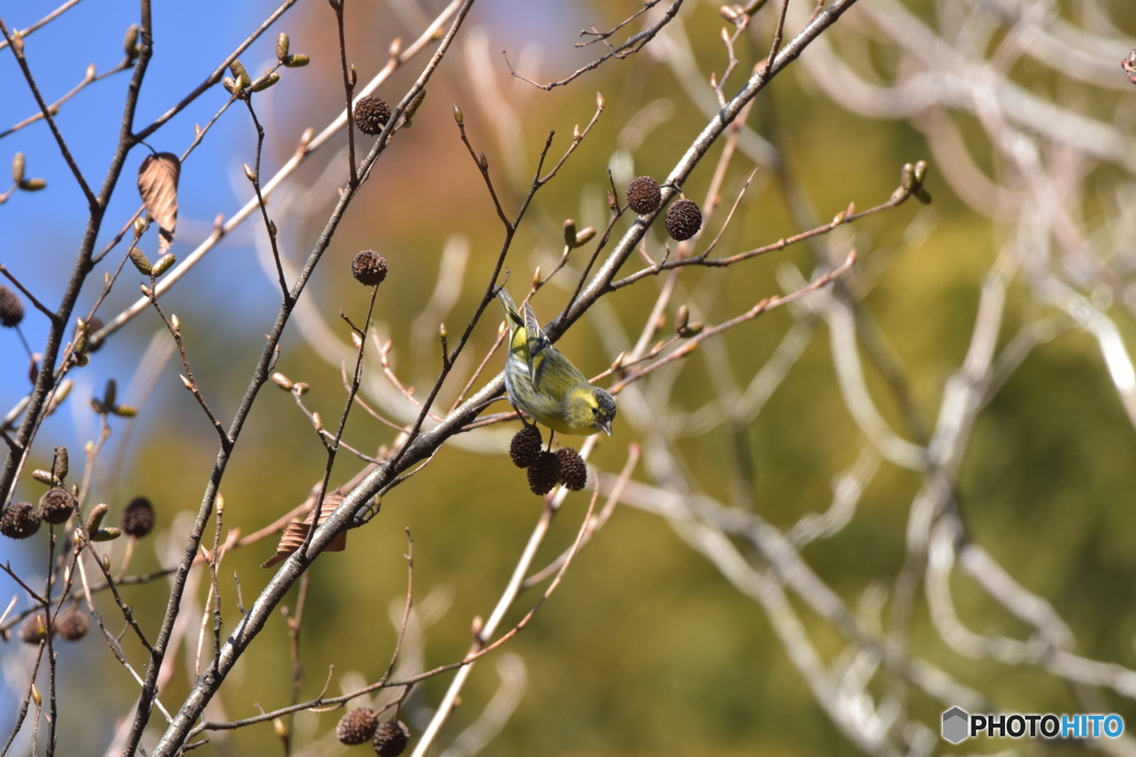 鶸色 (ひわいろ) Ⅰ