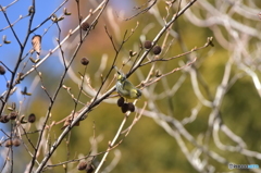 鶸色 (ひわいろ) Ⅰ