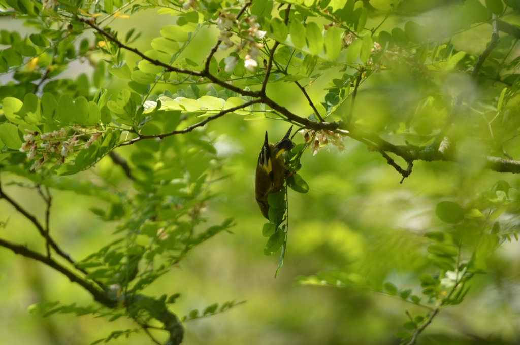 器用な足さばき