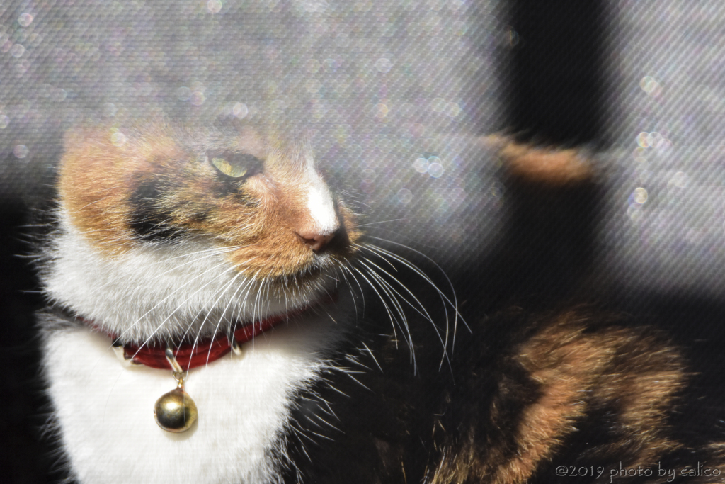 小鳥が気になるニャ