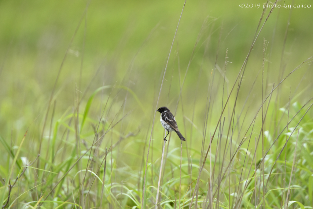 高原の渡り鳥 Ⅱ
