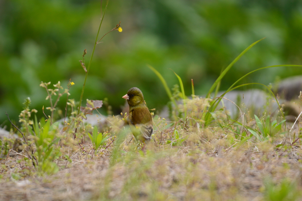 カワラヒワ現る！