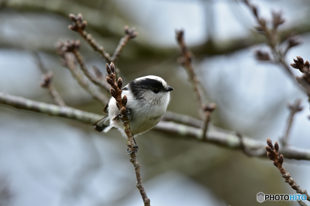 丸っこいね～♪