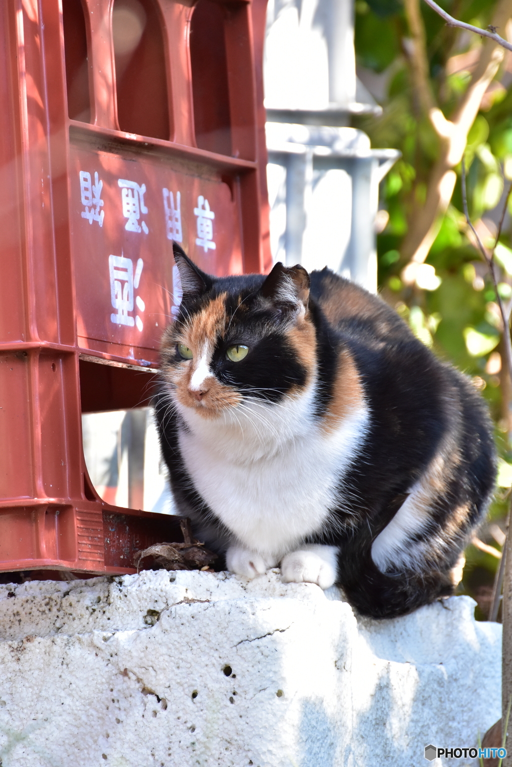 狭いけどここが好きニャ