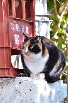 狭いけどここが好きニャ