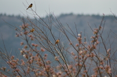 桜の開花を待ちわびて