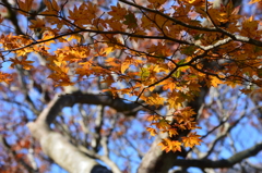 高地の紅葉