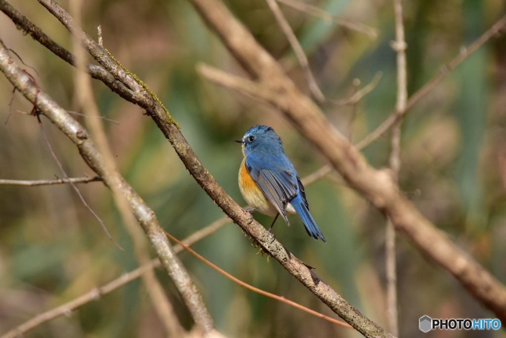 陽射しを求めて