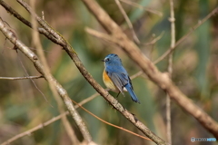 陽射しを求めて