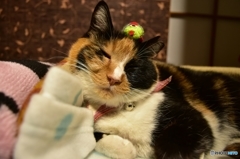 いたずらしたのは誰ニャ