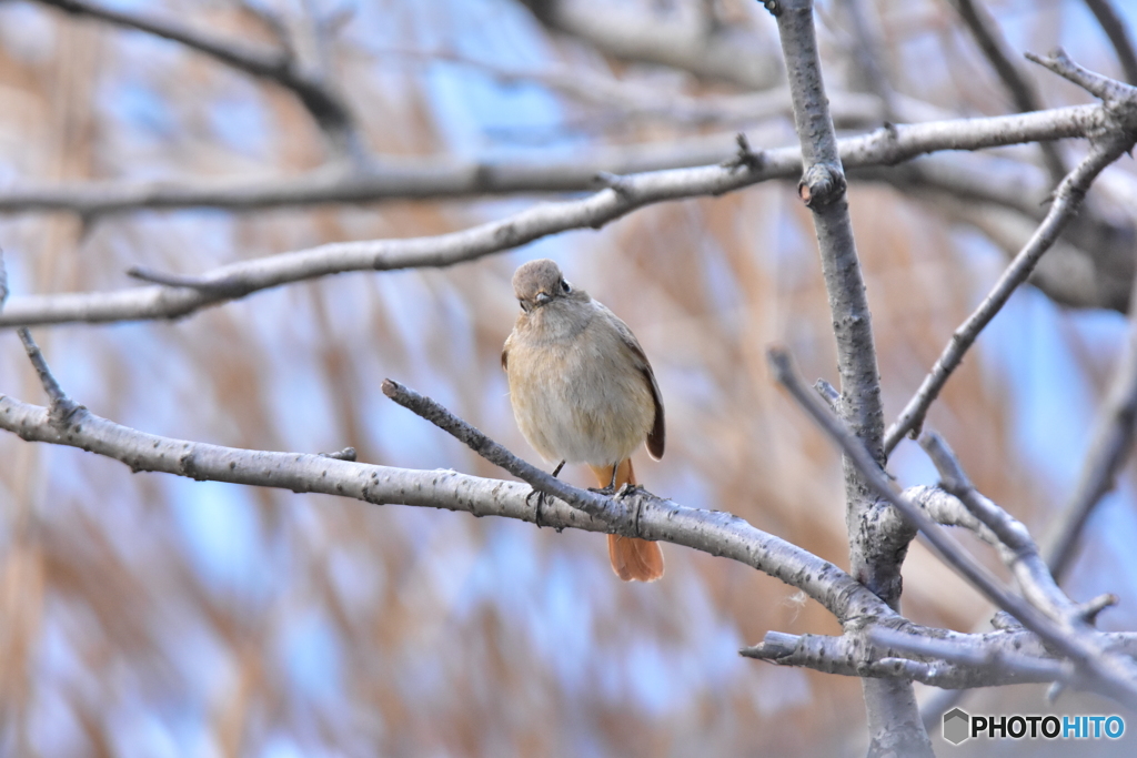 私も撮りなさい！