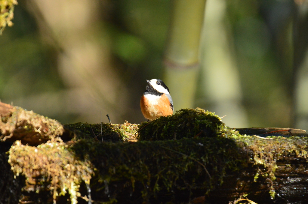 南アルプス生態邑～野鳥の森公園にて～