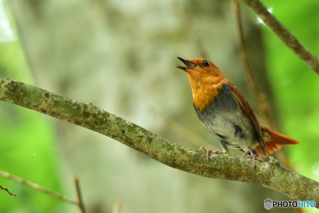 Japanese robin Ⅲ