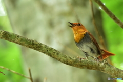 Japanese robin Ⅲ
