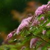 五月雨に咲く花 Ⅱ