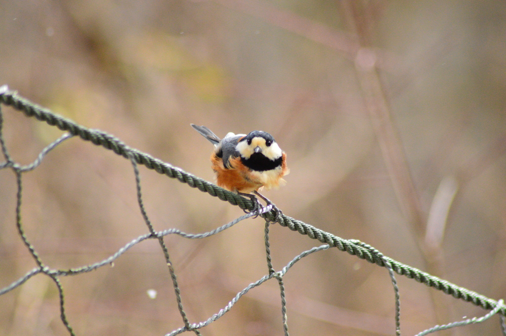 めげないヤマガラ