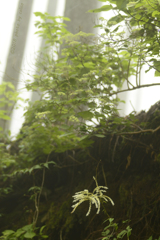 霧の中の升麻
