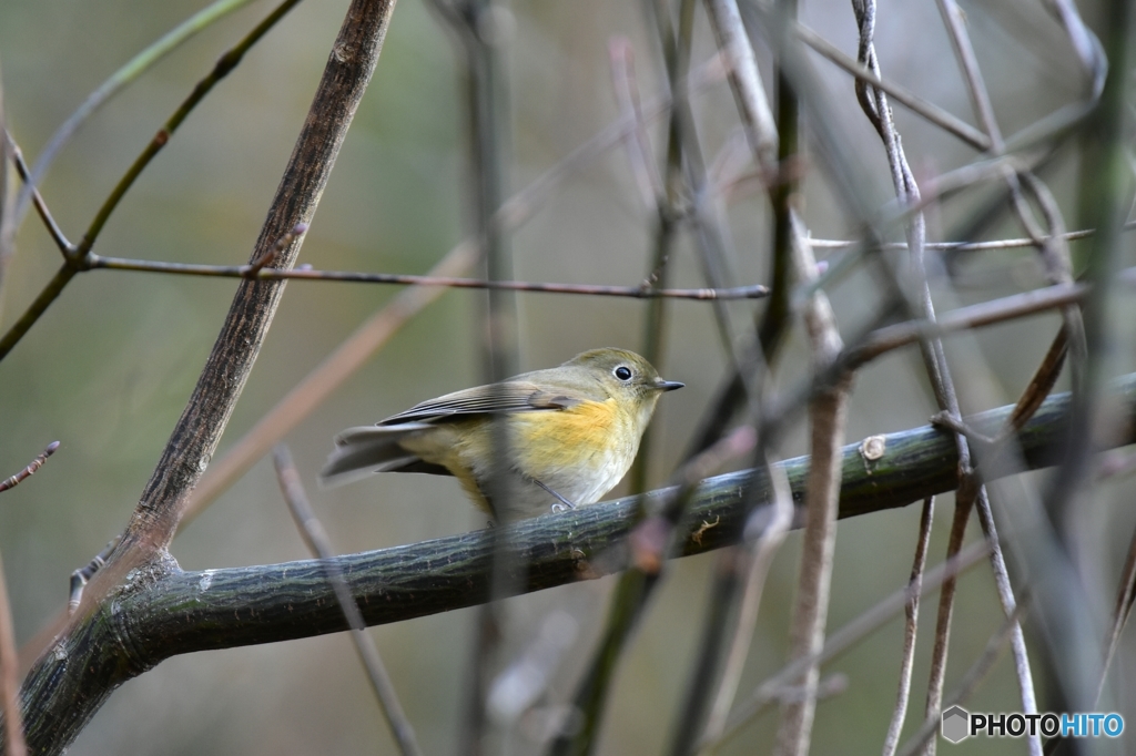 ここは私の縄張り