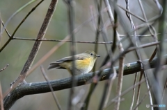 ここは私の縄張り