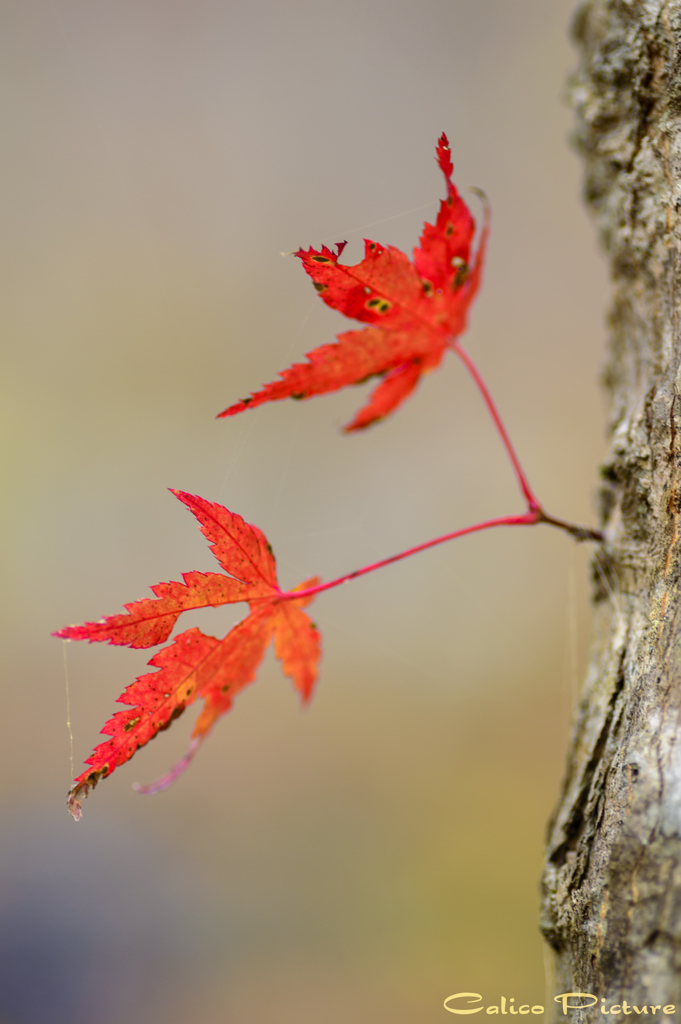 伊呂波紅葉の赤