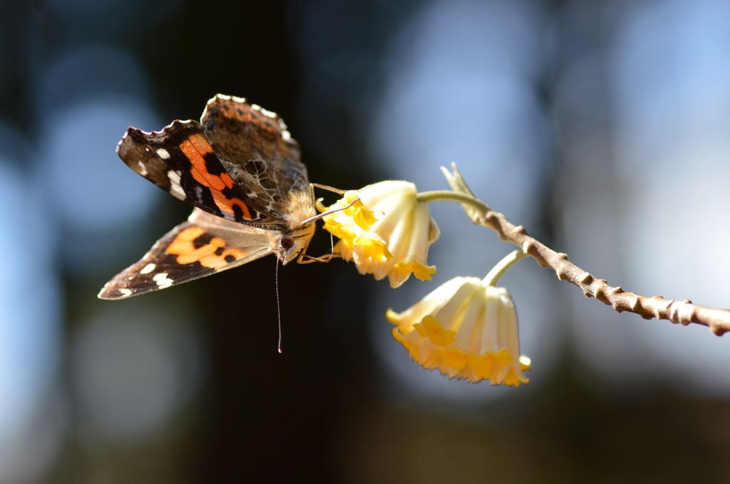 花の香りに誘われて
