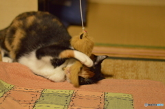 前が見えないニャ