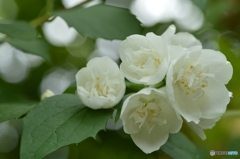 水無月の白い花 Ⅱ