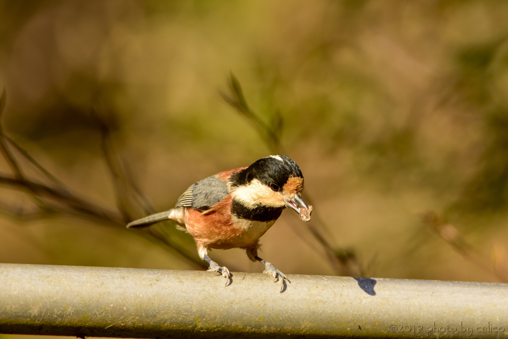 ヤマガラと蝋梅 Ⅱ