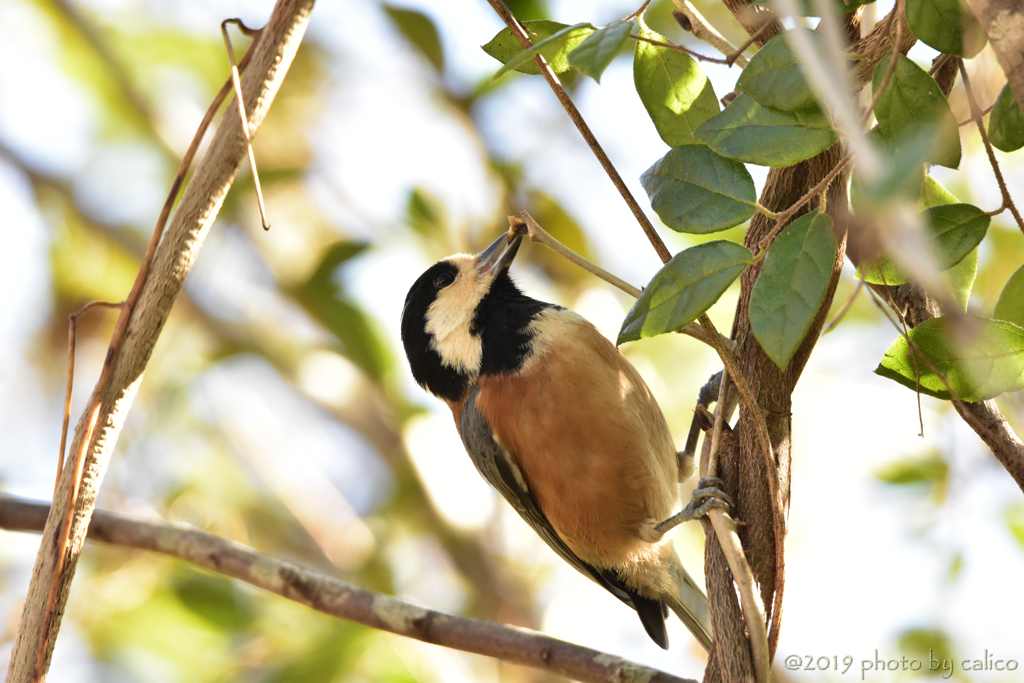 いろいろ食べるよ