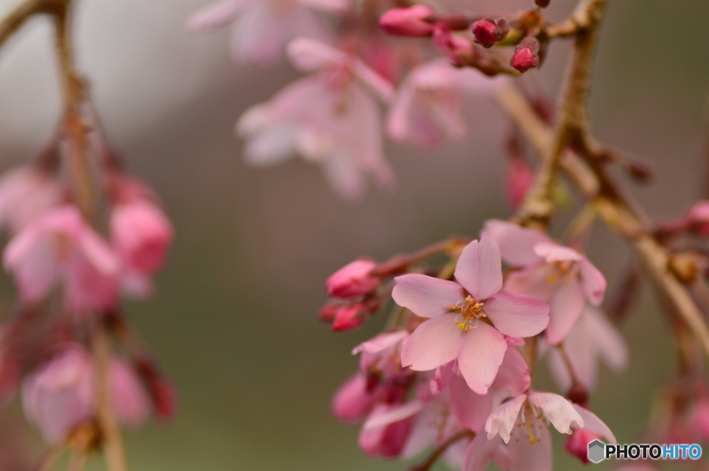 夕暮れ時のしだれ桜