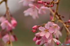 夕暮れ時のしだれ桜