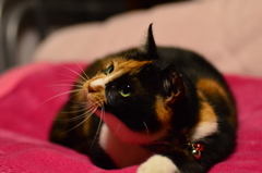 やるニャ？