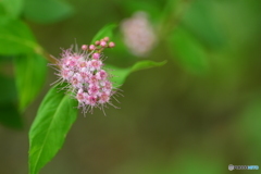 Japanese meadowsweet