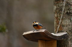 クリクリおめめ