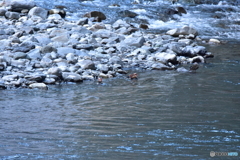 思いがけない出会い Ⅰ