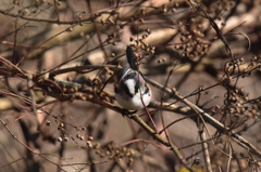 おせちはウツギの実