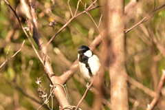 かくれんぼ Ⅲ かくれんぼ Ⅲ