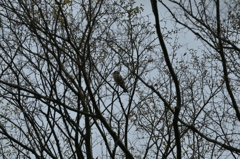 イカル君です(^-^;