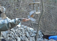 繰り返し運ぶピー助