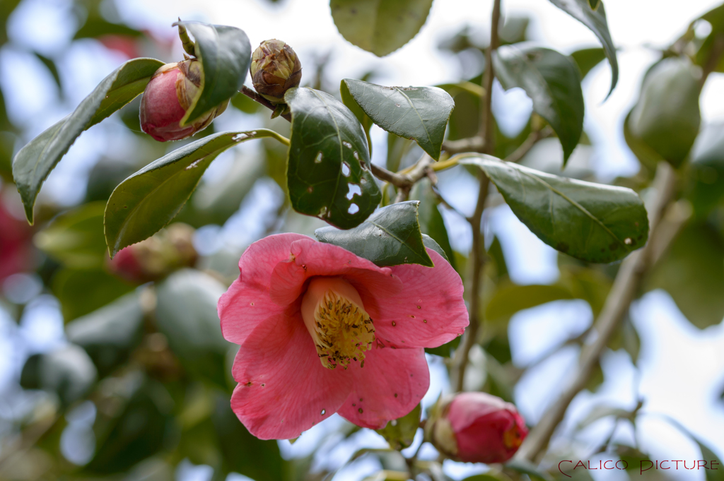 我が家の椿 ～？～