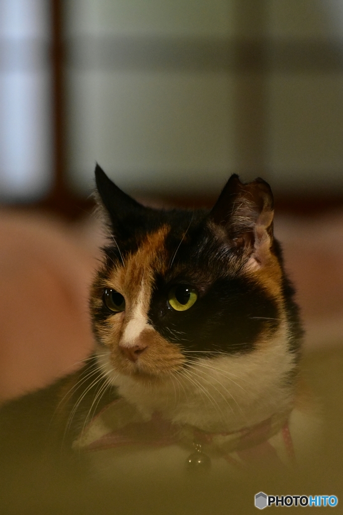 帰って来たニャ♪