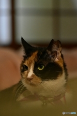 帰って来たニャ♪