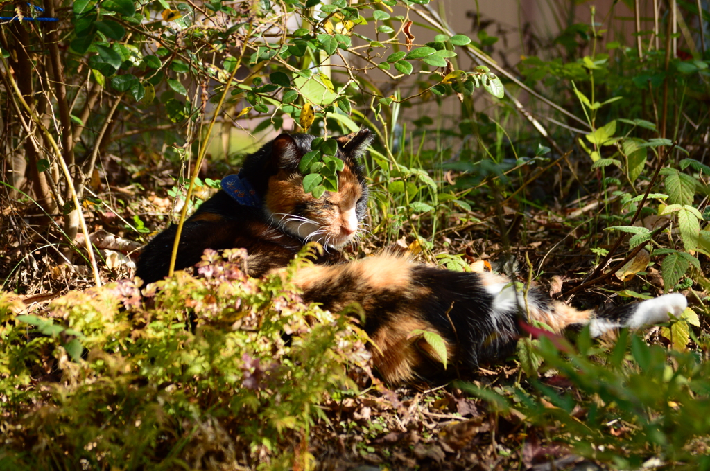 お昼寝タイム♪