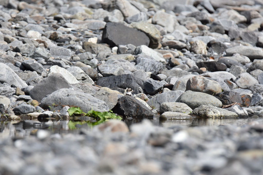 イカルチドリを探せ♪