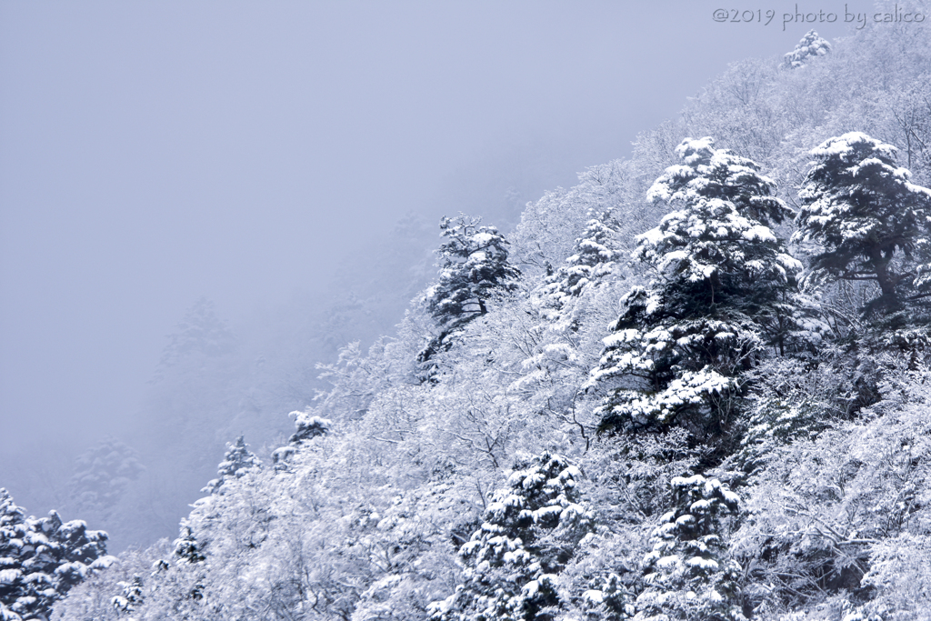 雪化粧 Ⅲ